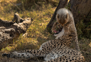Mother and cub caress under a tree at Masai Mara, Kenya