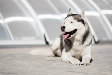 A portrait of mature Siberian husky. A grey & white male husky dog lies on grey tiles. He closed his eyes. Grey polycarbonate construction is in the background.