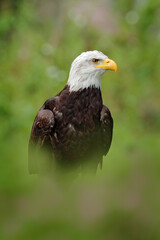 Bald Eagle, Haliaeetus leucocephalus, portrait of brown bird of prey with white head and yellow bill, symbol of freedom of the United States of America. Beautiful detail portrait.