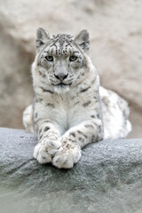 Face portrait of snow leopard with green vegation, Kashmir, India. Wildlife scene from Asia. Detail...