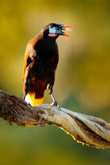 Exotic Costa Rica. Montezuma Oropendola, Psarocolius montezuma, portrait of exotic bird from Costa Rica, brown with black head and orange bill, clear green background. Wildlife scene tropical nature.