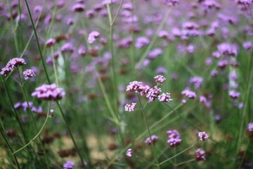 purple flowers in the field