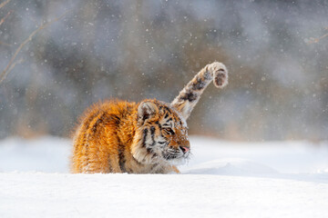 Wildlife Russia. Tiger, cold winter in taiga, Russia. Snow flakes with wild Amur cat.  Tiger snow run in wild winter nature. Siberian tiger, action wildlife scene with dangerous animal.