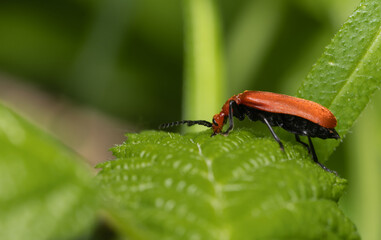 insecta, makro, blatt, natur, fliege, badgered, green, käfer, tier, wild lebende tiere