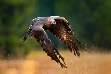 Golden eagle flying above the blooming meadow. Big bird of prey with open wings.