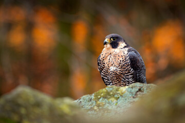 Peregrine Falcon sitting on the rock. Rare bird in nature habitat. Falcon in the Czech mountain Ceske Svycarsko National Park. Bird of prey sitting on rocky ledge.