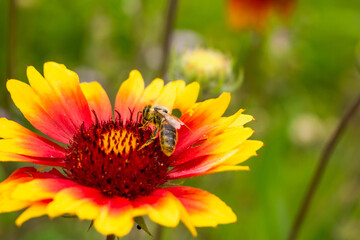 Collecting nectar by a bee. The insect is covered with yellow pollen. The plant is located on the left. There is a place to insert text. Blurred background