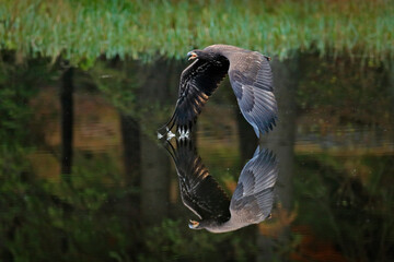 Eagle in flight above the dark lake. White-tailed Eagle, Haliaeetus albicilla, flying above the water, bird of prey with forest in background, animal in the nature habitat, wildlife, Norway.