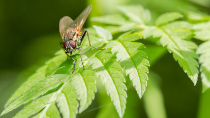 fliege, insecta, makro, natur, blatt, green, badgered, tier, flügel, close up
