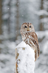 Winter forest with Tawny Owl snow during winter, snowy forest in background, nature habitat....