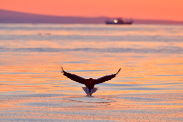 Fototapeta na wymiar Sea sunset. Beautiful Steller's sea eagle, Haliaeetus pelagicus, with morning sunrise, Hokkaido, Japan. Wildlife behaviour scene, nature. Bird of prey hunting fish.