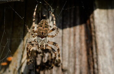 spinne, insecta, web, natur, arachnid, makro, tier, wild lebende tiere, 