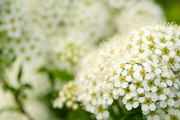 Delicate natural background - white brushes of spirea flowers on a very blurry background. Special blur, selective focus.