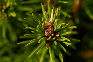 Spring buds of Canadian spruce, close-up, selective focus.