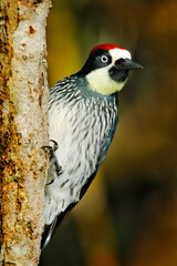 Woodpecker from Costa Rica mountain forest. Beautiful bird sitting on the green mossy branch in habitat, Costa Rica. Acorn Woodpecker, Melanerpes formicivorus. Birdwatching in America.