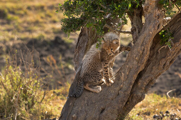 Cheetah cub on a tree at Masai Mara, Kenya