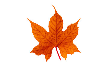 colorful leaf isolated on white background with clipping path for design elements