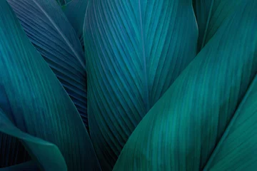 Fotobehang closeup nature view of green leaf on background, fresh wallpaper banner concept © Nabodin
