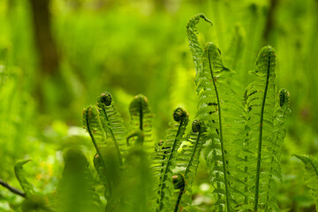 Young waiyi fern on a blurred background of green forest. Unfolding branches of fern in the forest. Selective focus.