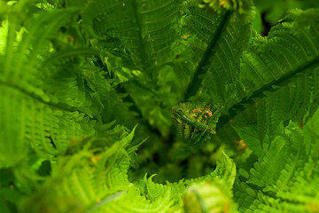 Young fern is growing. Looking from above into the fern bush on young shoots.