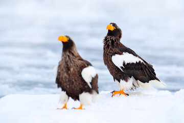 Steller's sea eagle, Haliaeetus pelagicus, bird with white snow, Hokkaido, Japan. Wildlife action behavior scene from nature. Eagle sitting on the ice lake.