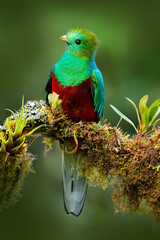 Obraz premium Quetzal, Pharomachrus mocinno, z natury Kostaryka z zielonym lasem. Wspaniały święty, misty, zielono-czerwony ptak. Olśniewający Quetzal w środowisku dżungli. Scena Widlife z Kostaryki.