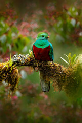 Obraz premium Quetzal, Pharomachrus mocinno, from nature Costa Rica with pink flower forest. Magnificent sacred mystic green and red bird. Resplendent Quetzal in jungle habitat. Wildlife scene from Costa Rica.