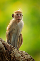 Toque macaque, Macaca sinica, monkey with evening sun, sitting on zhe tree branch. Macaque in nature habitat, Wilpattu NP, Sri Lanka. Wildlife scene from Asia. Beautiful forest in background.