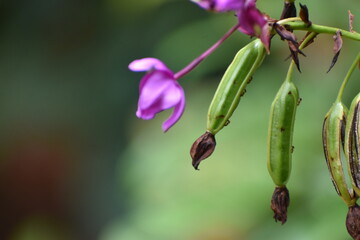close up of a purple flower