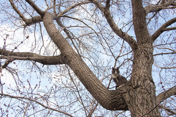 Wild gray cat sitting on a tree