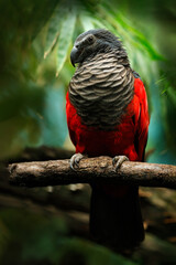 Obraz premium Pesquet parrot, Psittrichas fulgidus, rare bird from New Guinea. Ugly red and black parrot in the nature habitat, dark green forest. Wildlife scene from Asia. Endemic bird sitting on the branch.