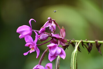 close up of a purple flower