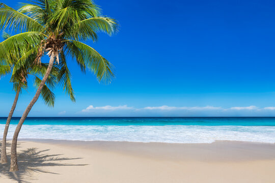Beautiful beach with coco palms and turquoise sea in Jamaica island. Copy space in blue sky.