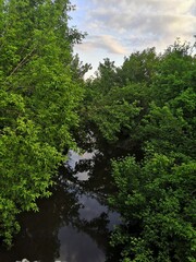 Obraz premium river in the forest