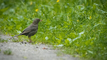 bird, natur, tier, wild lebende tiere, amsel, schnabel, gras, wild, black, bird, 