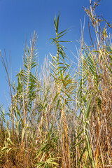 Tall dry grass in the field against a bright blue sky. Background. Space for text. Vertical.