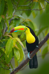 Wildlife from Yucatán, Mexico, tropical bird. Toucan sitting on the branch in the forest, green vegetation. Nature travel holiday in central America. Keel-billed Toucan, Ramphastos sulfuratus.