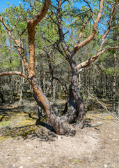 crooked pine trunks on the side of the road on yellow sand with some small pebbles, Harilaid Nature Reserve, Estonia, Baltic Sea