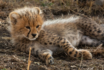 Closeup of  Malaika Cheetah cub , Masai Mara Grassland, Kenya