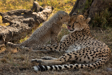 Malaika Cheetah loving her cub , Masai Mara Grassland, Kenya