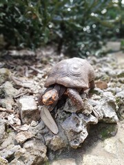 turtle on the rock