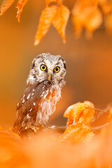 Owl hidden in the orange leaves. Boreal owl with big yellow eyes in the autumn forest in central Europe. Detail portrait of bird in the nature habitat, Germany.