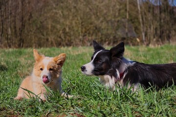 Border Collie Mom Lies Down in the Grass with its Australian Red Puppy. Black and White Dog and Ee Red Puppy Rest in the Park.