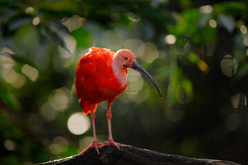 Scarlet Ibis, Eudocimus ruber, exotic bird in the nature forest habitat. Red bird sitting on the...