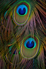 Feathers plumage close-up detail. Beautiful bird, male of Indian peacock, Pavo cristatus, showing its feathers, with open tail. Wildlife bird scene from nature from Sri Lanka.
