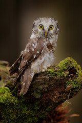 Small bird Boreal owl, Aegolius funereus, sitting on the stone with clear green forest in background and yellow flowers, animal in the nature habitat, Germany.