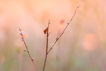 Ladybug on the twig
