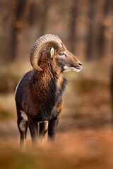 Obraz premium Mouflon, Ovis orientalis, portrait of mammal with big horns, Prague, Czech Republic. Wildlife scene form nature. Animal behavior in forest. Muflon with big horns on the head, in the forest.