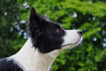 Side View of Border Collie Head in the Nature in Czech Republic. Side Portrait of Black and White Dog.