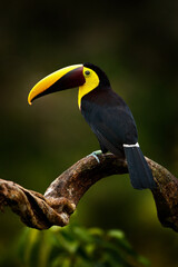 Tropic bird in forest. Rainy season in America. Chestnut-mandibled toucan sitting on branch in...
